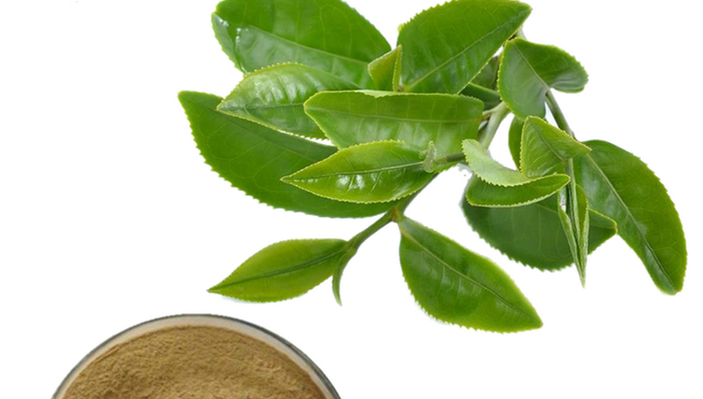 Is Green Tea Leaf Extract Bad for Your Liver？