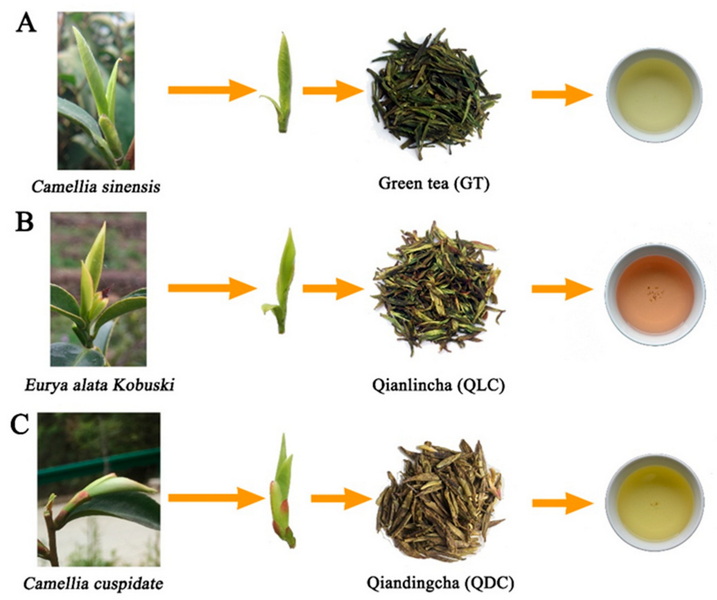 What Is Camellia Oleifera Green Tea Leaf Extract What Is Camellia Oleifera Green Tea Leaf Extract