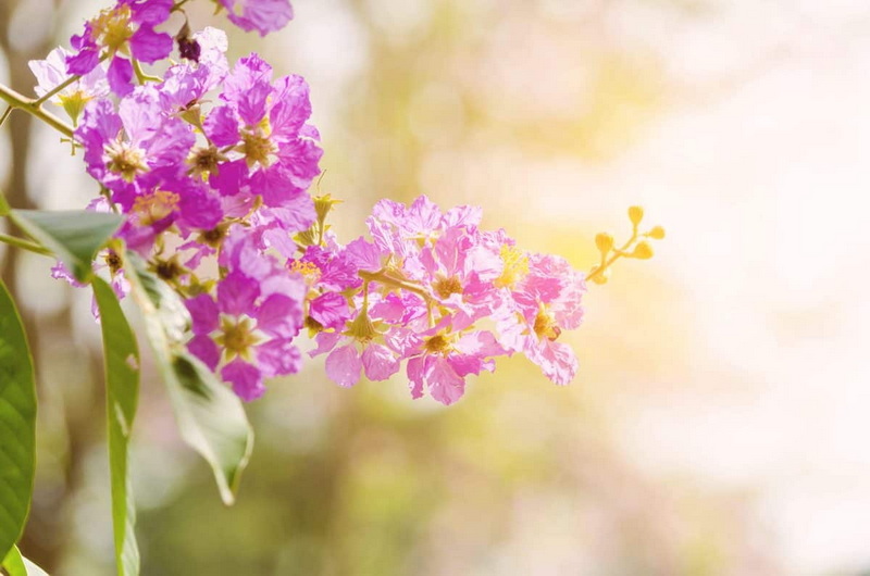 How Does Banaba Leaf Extract Contribute To Functional Foods How Does Banaba Leaf Extract Contribute To Functional Foods