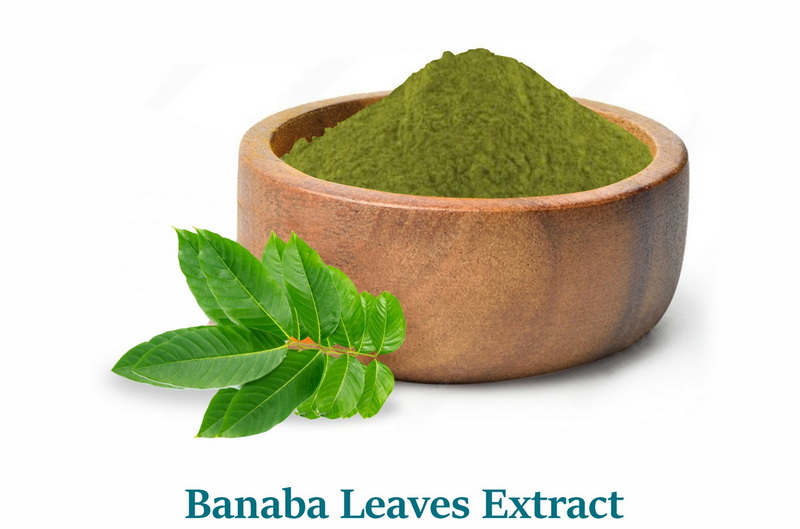 What Are The Common Side Effects of Banaba Leaf Extract What Are The Common Side Effects of Banaba Leaf Extract