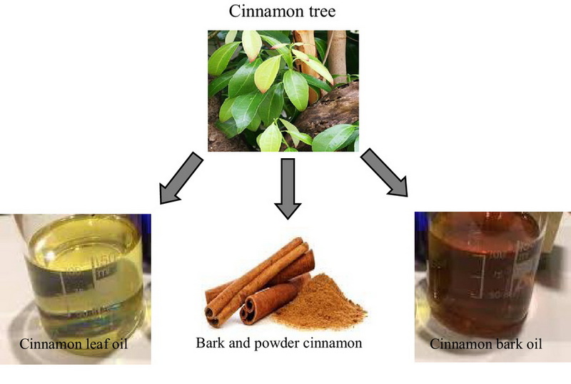 How To Extract Cinnamon Bark Oil How To Extract Cinnamon Bark Oil