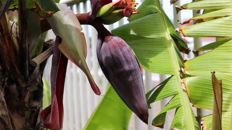 Can Banaba Leaf Extract Help With Weight Loss Can Banaba Leaf Extract Help With Weight Loss