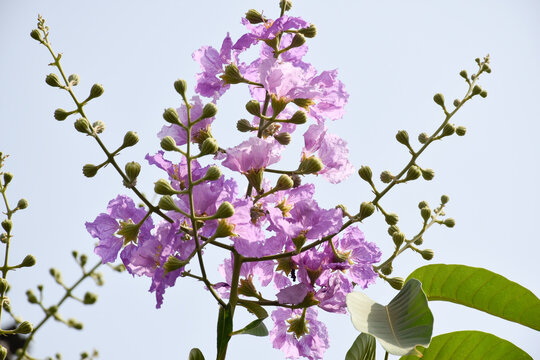 1aa0d213de440039c2950619b17ad667_360_F_503037832_tgrSMKEPx3NRsiSIYd2NbvUGITK842U4Banaba Leaf Extract vs. Gymnema Sylvestre Which Is Best for Diabetes Management