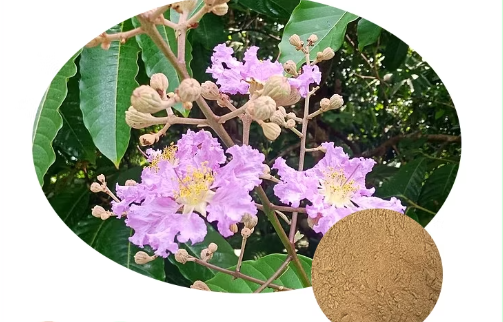 What Are The Benefits of Using ODM Banaba Leaf Extract What Are The Benefits of Using ODM Banaba Leaf Extract