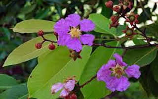 What Makes Banaba Leaf Extract So Popular in Dietary Supplements What Makes Banaba Leaf Extract So Popular in Dietary Supplements