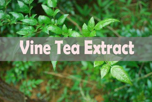 Top 10 Vine Tea Extract Manufacturer Top 10 Vine Tea Extract Manufacturer