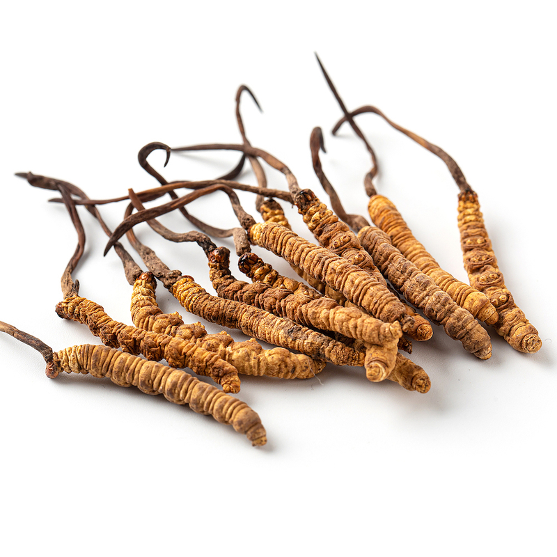 Cordyceps Extract Polysaccharides image