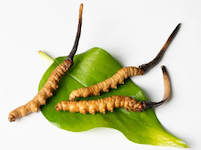 Ophiocordyceps sinensis Ophiocordyceps sinensis