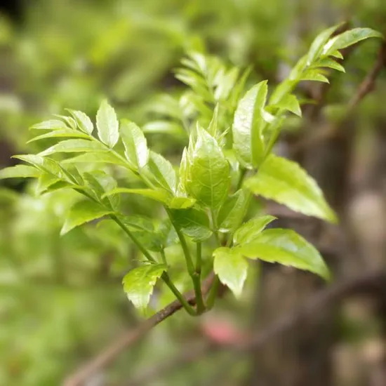 Top Vine Tea Extract Manufacturers and Suppliers in Australia