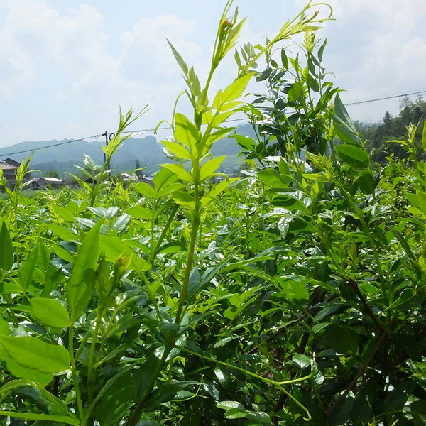 Top Vine Tea Extract Manufacturers and Suppliers in Europe