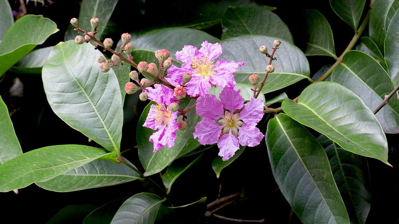 Top Banaba Leaf Extract Manufacturers and Suppliers in UK