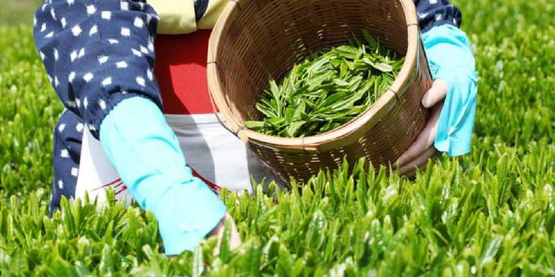 Green Tea Extracts Factory