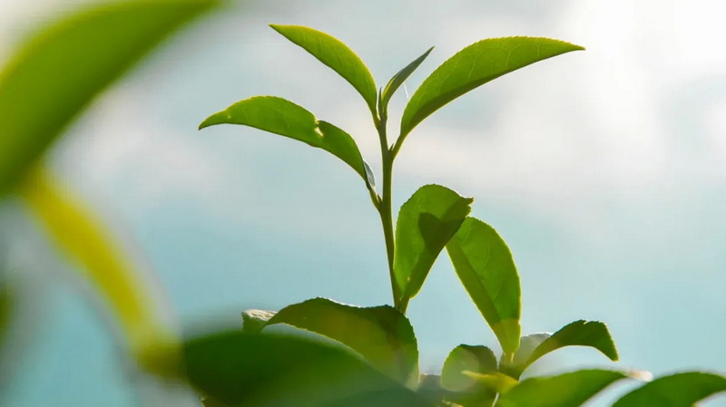 Top Green Tea Extracts Manufacturers in UK