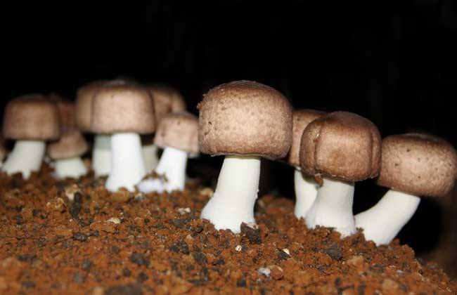 Agaricus Blazei Murrill Polysaccharides