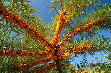 Sea Buckthorn Oil Sea Buckthorn Oil