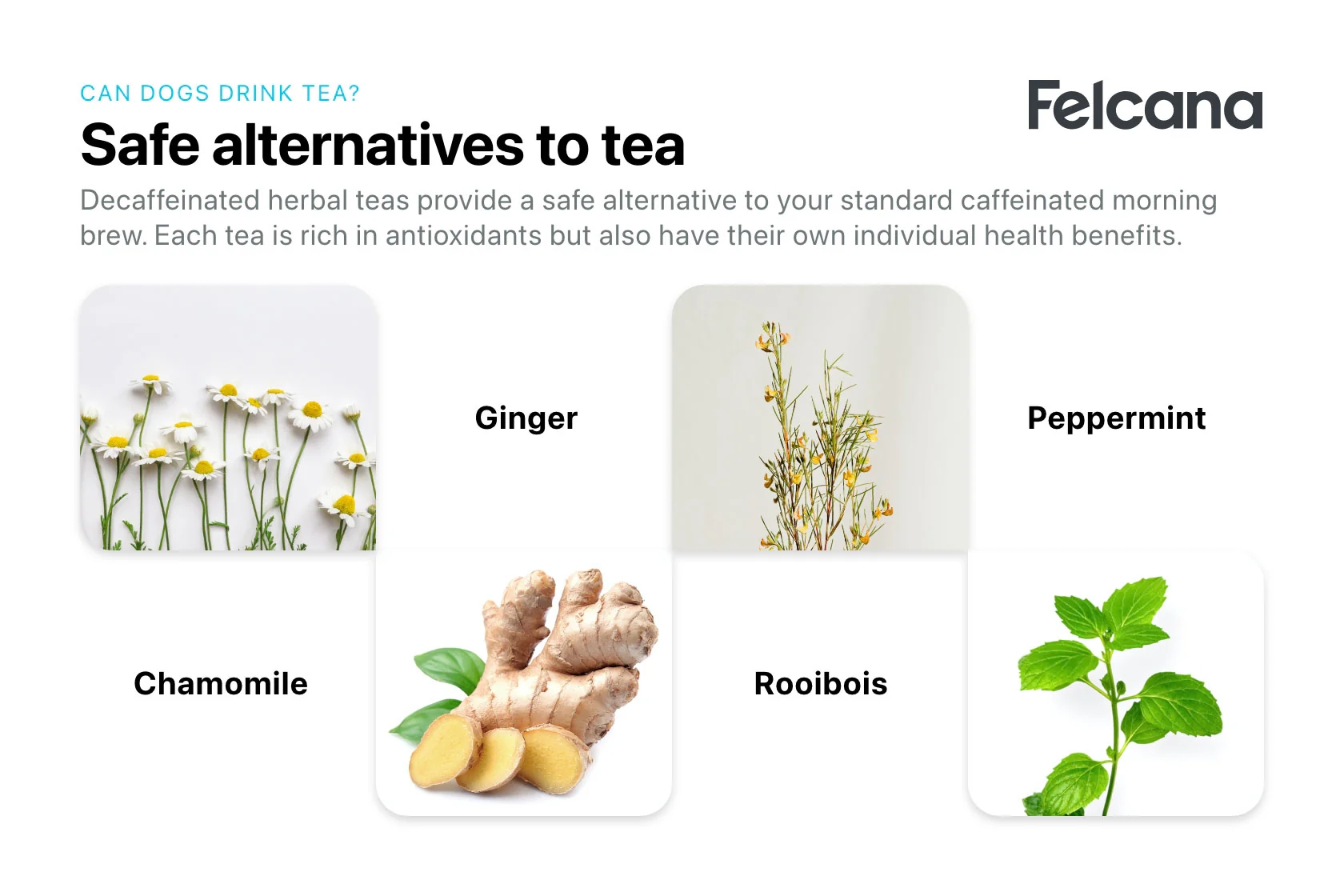 bc32ce6023f62751be6a0a3e8021b34b_alternatives-to-tea-for-dogs_v=1607624671 bc32ce6023f62751be6a0a3e8021b34b_alternatives-to-tea-for-dogs_v=1607624671