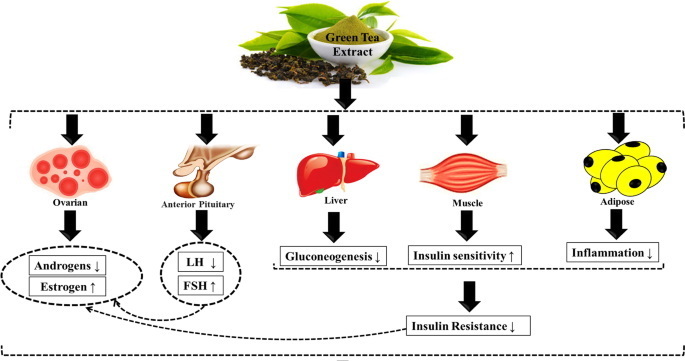 Benefits of Green Tea Extract Benefits of Green Tea Extract