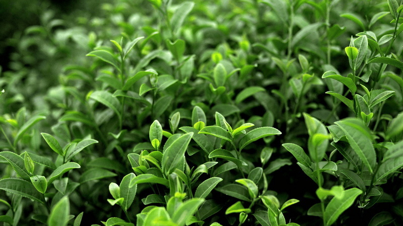 What Is Green Tea Extract For (2)