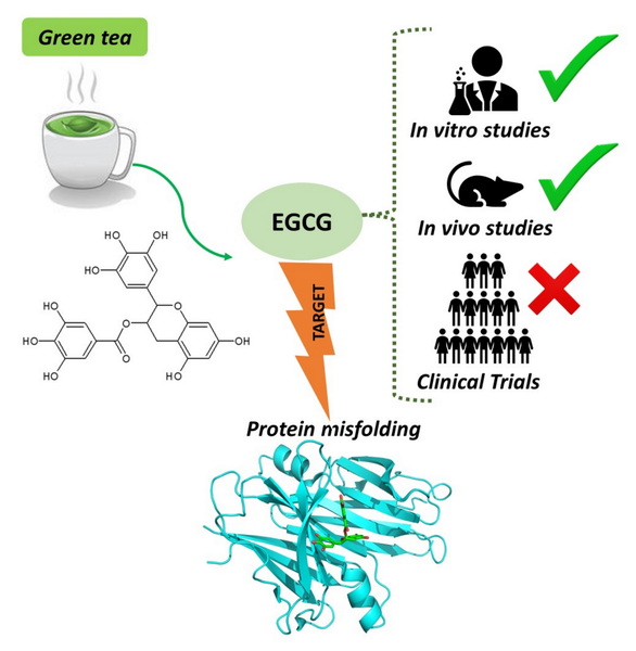 green tea extract_1_1