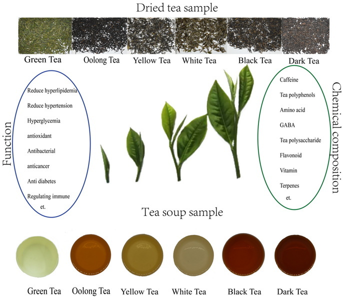 are there tannins in green tea extract_3