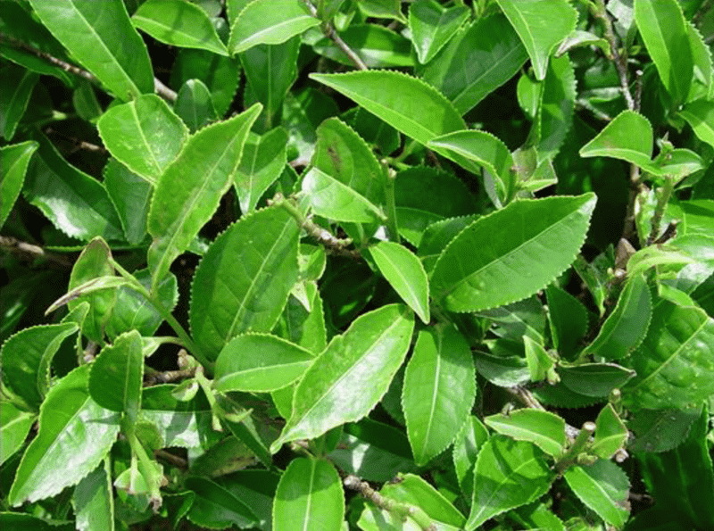 Is Egcg The Same As Green Tea Extract-_3