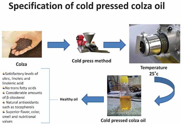 Extract Cold Press Oil From Green Tea Bags (2) Extract Cold Press Oil From Green Tea Bags (2)