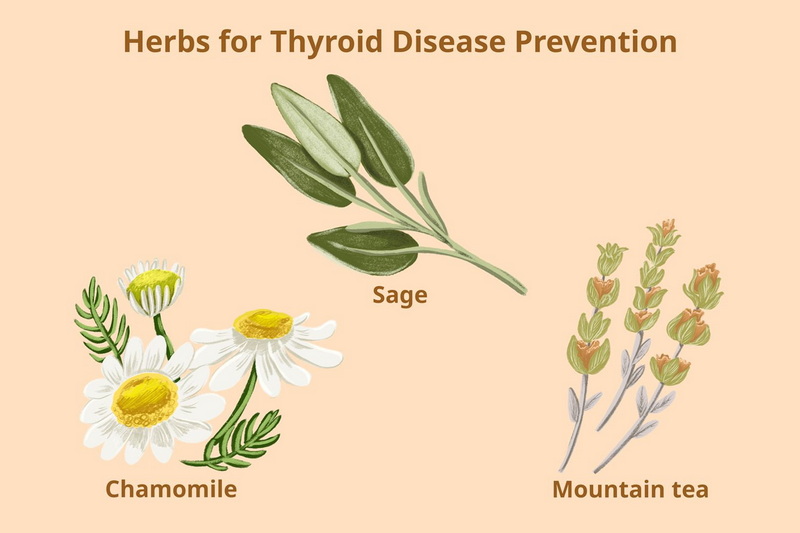 Does Green Tea Extract Interfere with Thyroid Medication_1_1 Does Green Tea Extract Interfere with Thyroid Medication_1_1