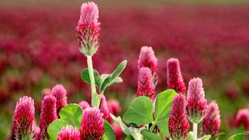 Unlocking the Health Benefits of Red Clover Extract---An Exploration of Its Active Compounds