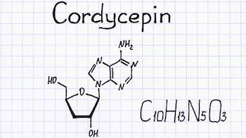 Advances in the Study of the Pharmacological Effects of Cordycepin