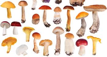 Mushroom Extract Polysaccharides
