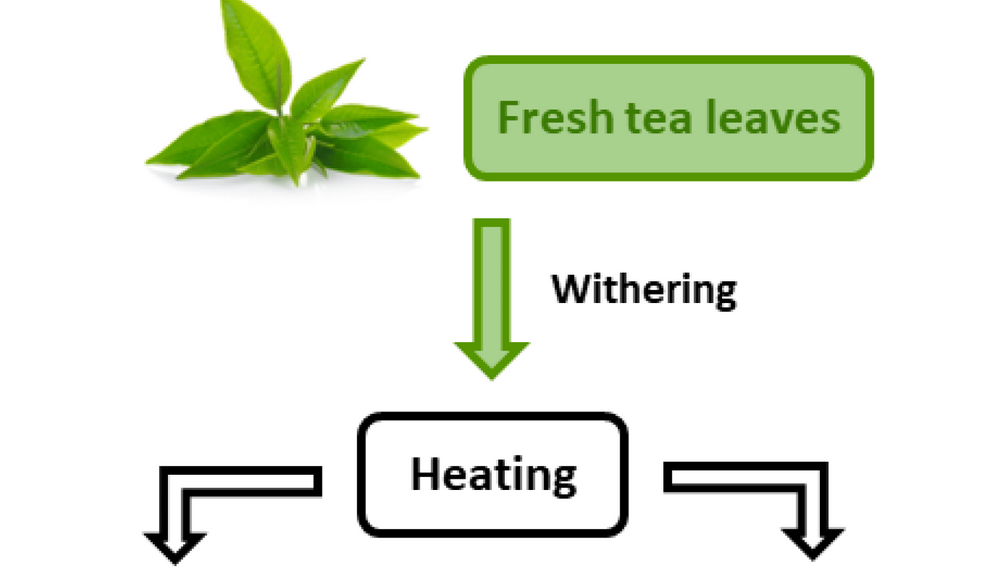 How Much Caffeine in 50 Mg Green Tea Extract?