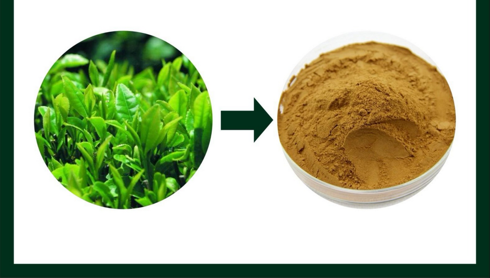 Green Tea Extract封面 Green Tea Extract封面