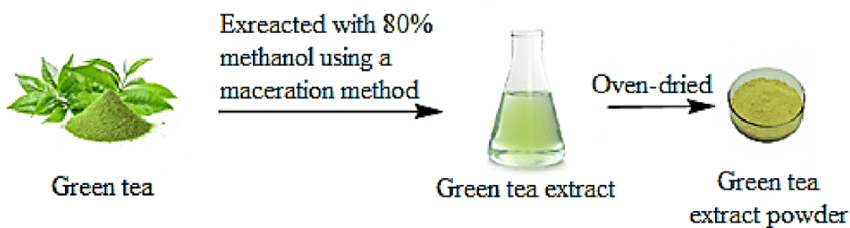 Green Tea Extract 3 Green Tea Extract 3