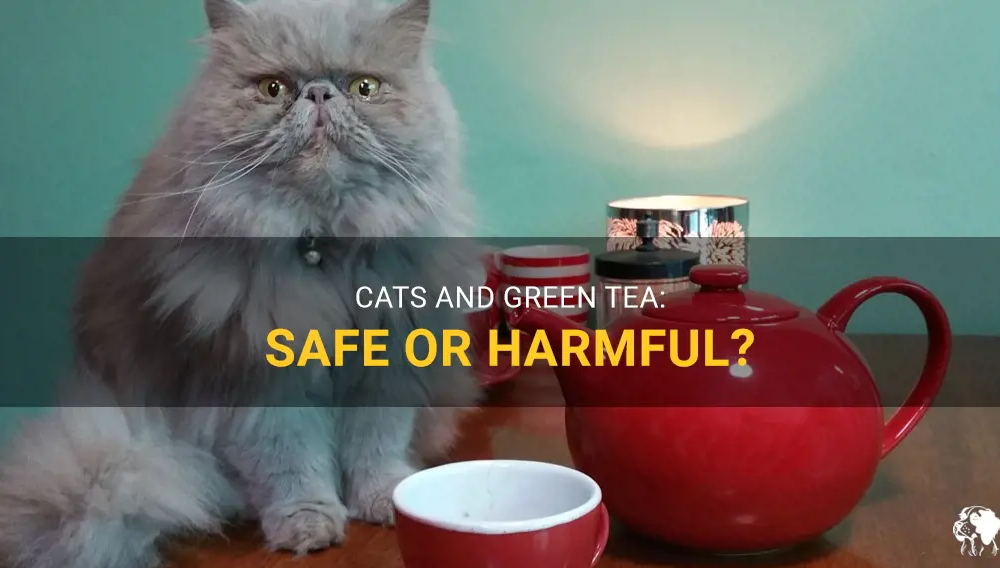 Can Cats Have Green Tea Extract？