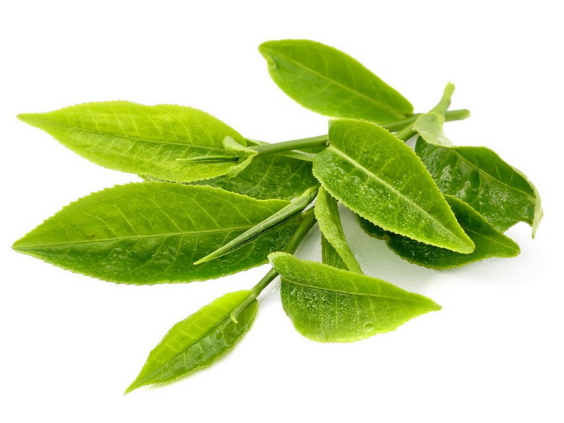 Camellia Oleifera Green Tea Leaf Extract Camellia Oleifera Green Tea Leaf Extract
