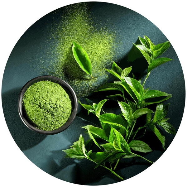 Is Green Tea Leaf Extract The Same As Green Tea Is Green Tea Leaf Extract The Same As Green Tea