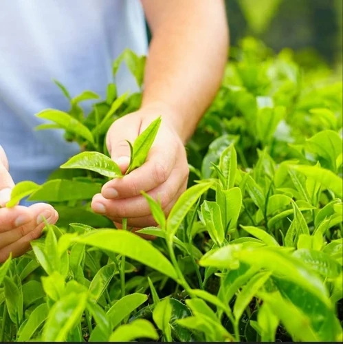 What Is Green Tea Extract Made Out Of