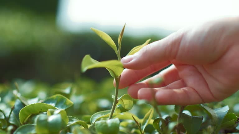 What Is in Camellia Sinensis Green Tea Leaf Extract What Is in Camellia Sinensis Green Tea Leaf Extract