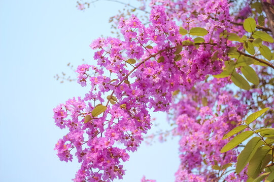 Banaba Leaf Extract Vs Cinnamon Which Is More Potent for Insulin Sensitivity Banaba Leaf Extract Vs Cinnamon Which Is More Potent for Insulin Sensitivity