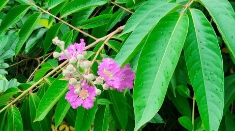 Can Swanson Banaba Leaf Extract Help Manage Diabetes Can Swanson Banaba Leaf Extract Help Manage Diabetes