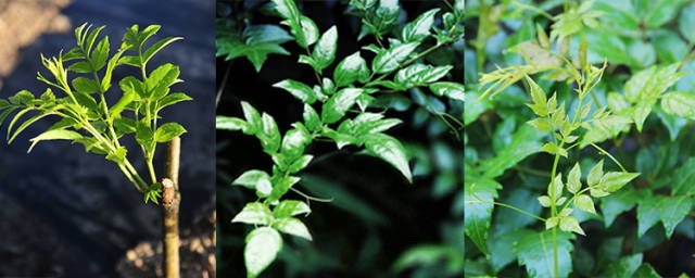 Top Vine Tea Extract Manufacturers and Suppliers in South Korea