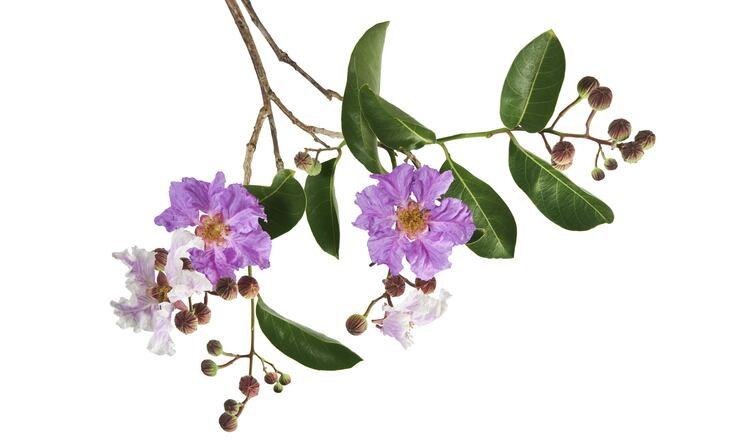 Top Banaba Leaf Extract Manufacturers and Suppliers in Portugal