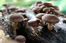 Shiitake Extract Polysaccharides