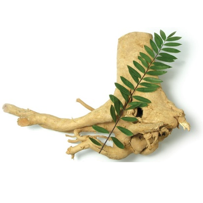 Tongkat Ali Powder Extract Tongkat Ali Powder Extract