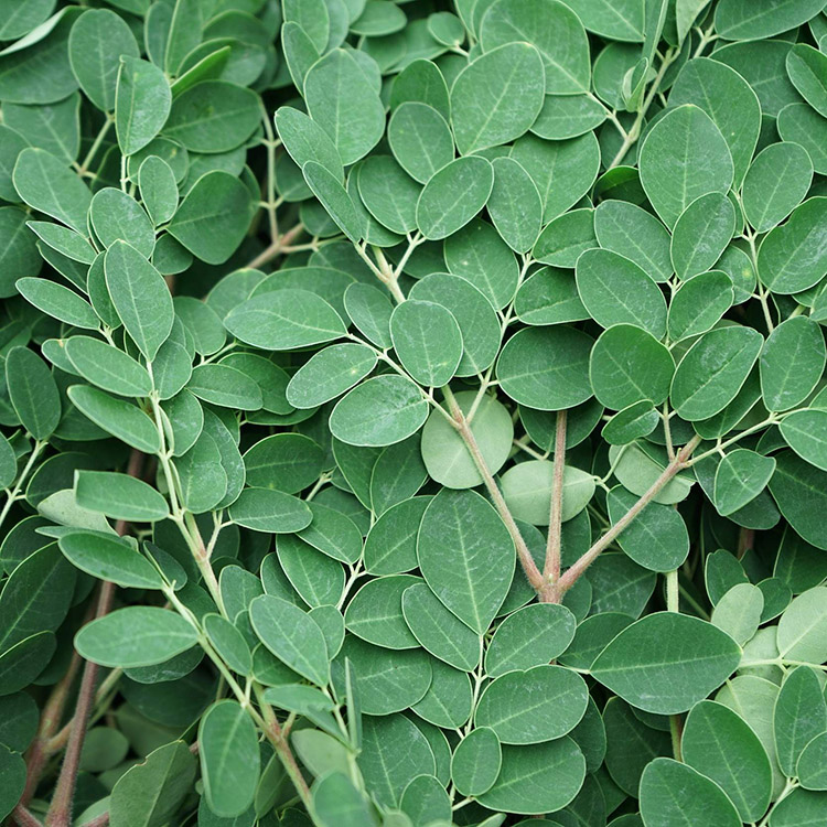 Moringa Leaf Powder Extract Moringa Leaf Powder Extract