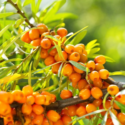 Sea Buckthorn Oil image