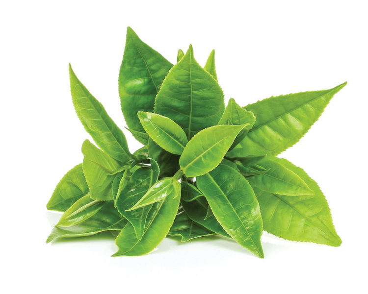 Is Green Tea Extract Safe To Take