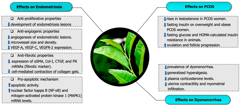Have Green Tea Extract While Pregnant_6