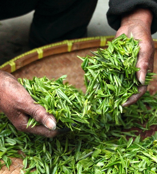 Is Green Tea Leaf Extract Against The Word of Wisdom Is Green Tea Leaf Extract Against The Word of Wisdom