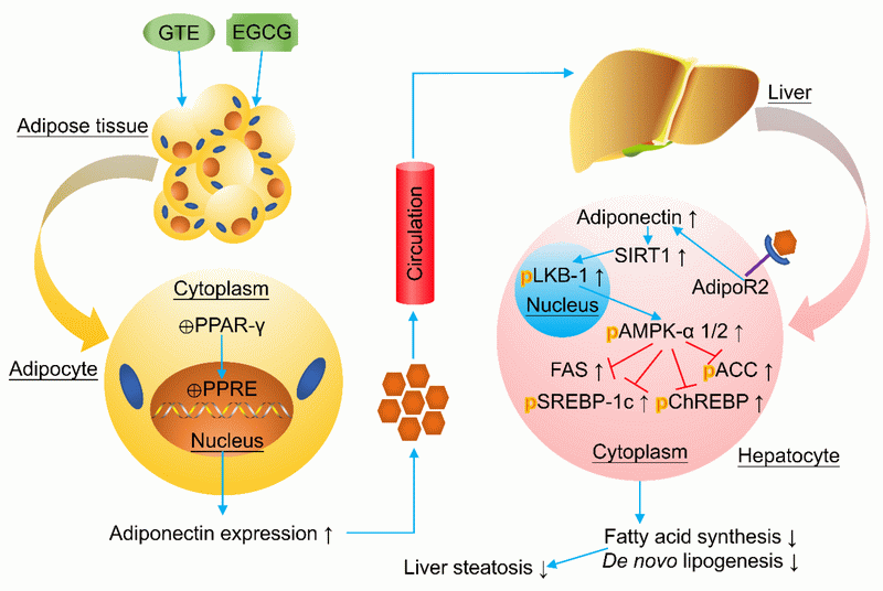 can green tea extract cause liver failure can green tea extract cause liver failure